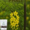 Amaltas Phalli-Pure-No Mixing-Natural Hill Organic